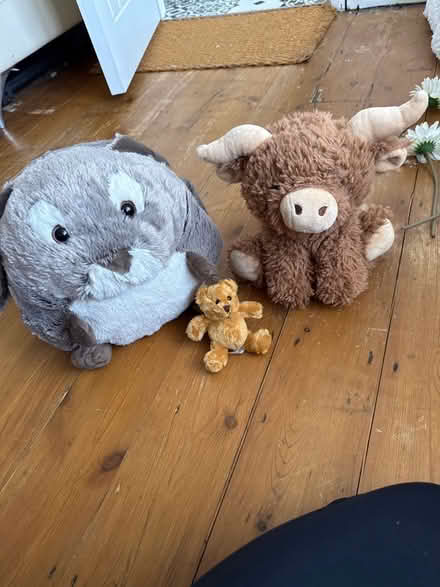 Photo of free Teddies (St Albans AL4) #1