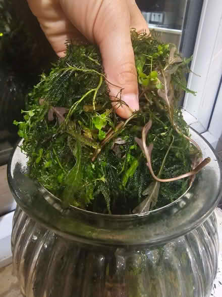 Photo of free Aquarium plants and moss (Bromham MK43) #1