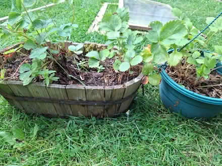 Photo of free Strawberry plants (Rishton BB1) #1