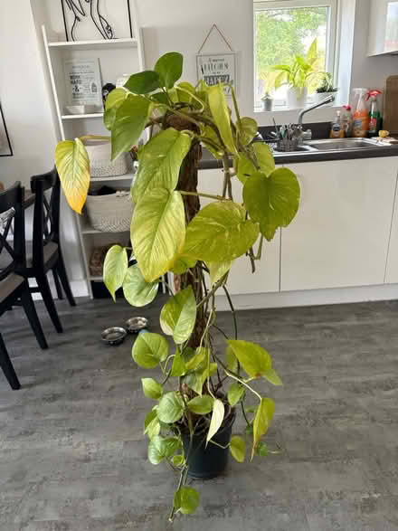 Photo of free Houseplant devil’s ivy (North Bristol BS7) #4