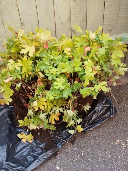 Photo of free Plants (Barlestone CV13) #1