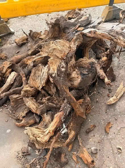 Photo of free cut down tree stump wood (Brick Lane E27ED) #1