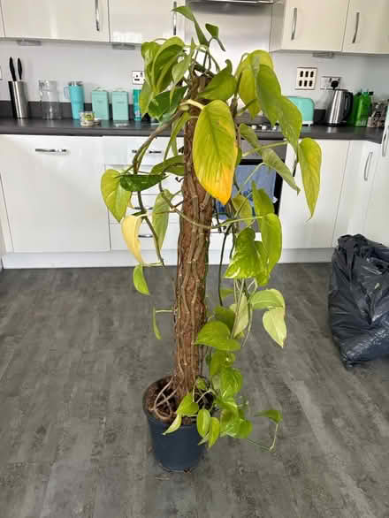Photo of free Houseplant devil’s ivy (North Bristol BS7) #3