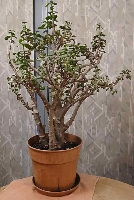 Photo of free Jade tree (aka "money tree") (Maidstone town centre ME14) #1