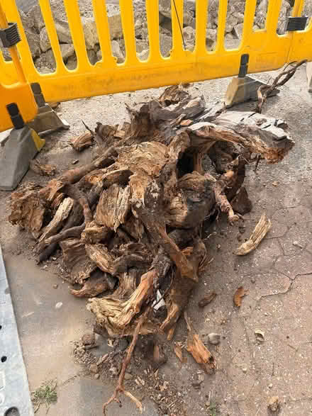 Photo of free cut down tree stump wood (Brick Lane E27ED) #2