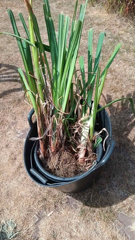 Photo of free yellow water iris plants (Kidderminster, DY11) #1