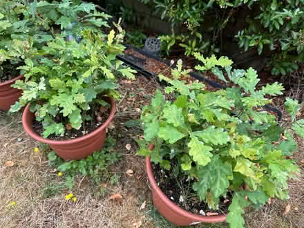 Photo of free Lots of baby oak trees (Bicester, OX26) #1