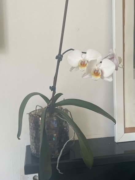 Photo of free White potted orchid (Seven Dials BN1) #1