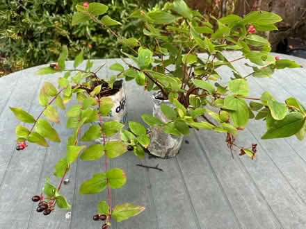 Photo of free Young St Johns Wort plants (x5) (Bicester, OX26) #1
