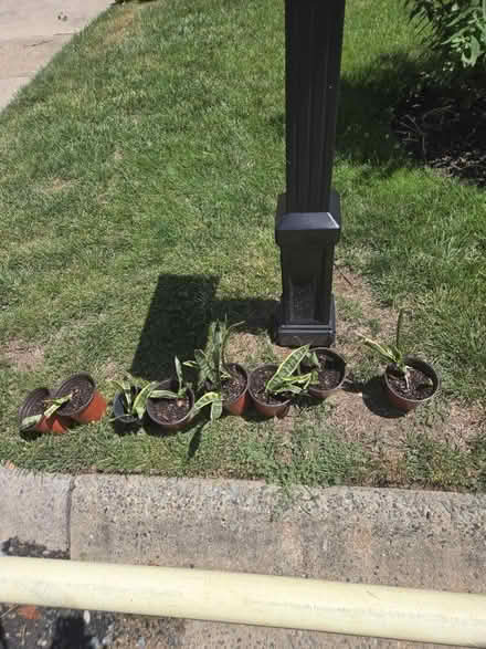 Photo of free Snake plants (Potomac Rockville) #1