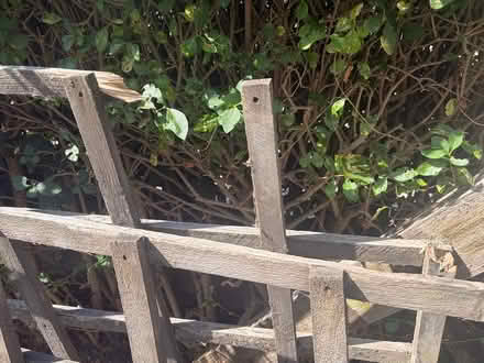 Photo of free Old Trellis (Islington, N19) #2