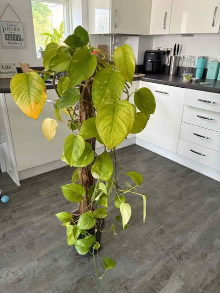 Photo of free Houseplant devil’s ivy (North Bristol BS7) #1
