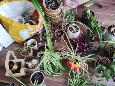 Photo of free Plants and plant pots (Bonnington road, EH6) #1