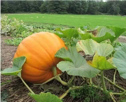 Photo of Pumpkin plant (Weston BA1) #1
