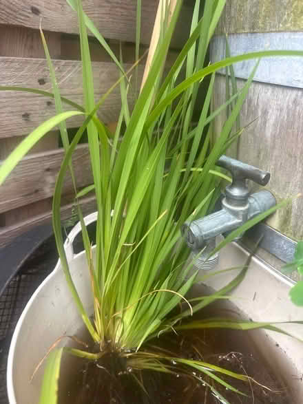 Photo of free Libertia , a good garden plant (Heysham LA3) #1