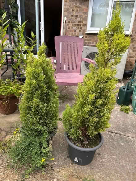 Photo of free Pair of light green patio fir trees (Bicester, OX26) #1