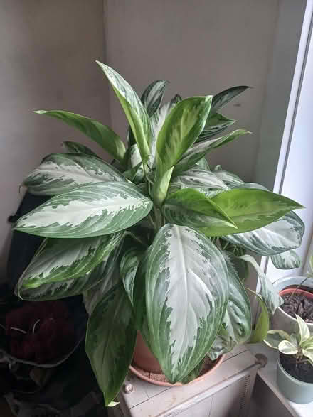 Photo of free Large Aglaonema Silver Bay (gosport PO12) #1