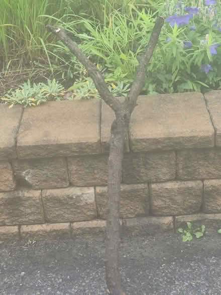 Photo of free Giant Wooden Y Branch (Alta Vista- Riverview Park) #1