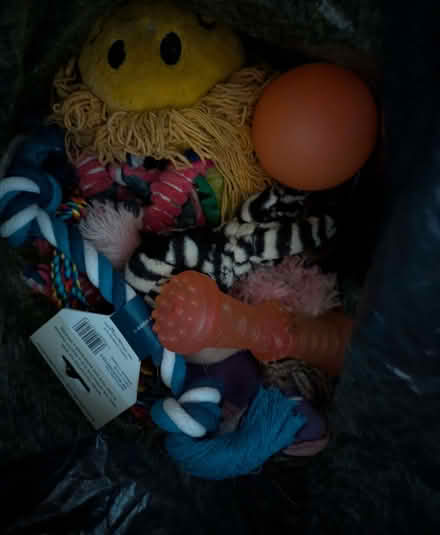 Photo of free Bag assorted dog toys (Headington OX3) #1