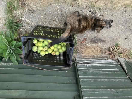 Photo of free Early fallen sweet cooking apples (Leighton Buzzard LU7) #1