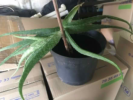 Photo of free Aloe Vera plants (Leyland PR25) #2