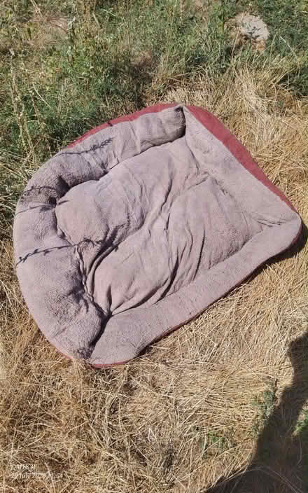 Photo of free Dog bed (Canterbury CT3) #1