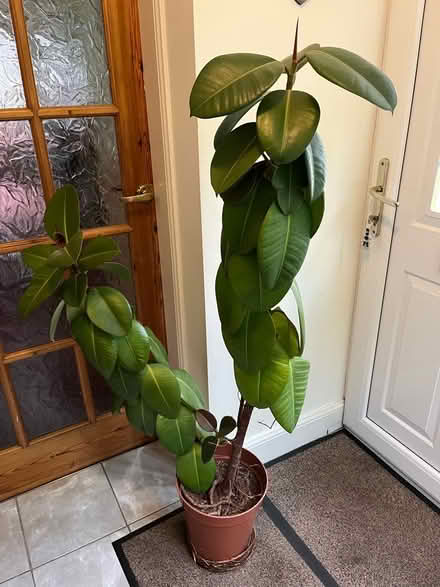 Photo of free Rubber house plant (Juniper Green EH14) #1