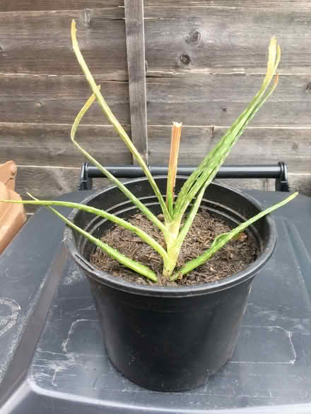 Photo of free Aloe Vera plants (Leyland PR25) #4