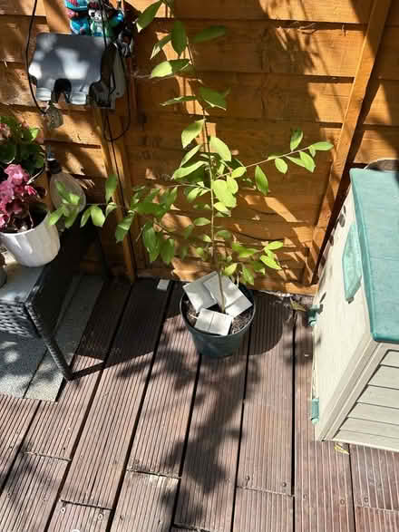 Photo of free Willow tree (West Hendon NW9) #1