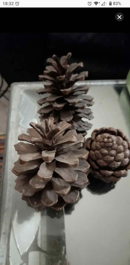 Photo of free Large Pinecones (Aigburth L17) #1