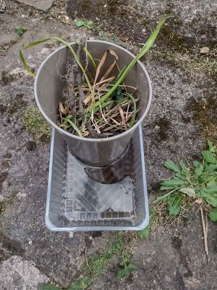 Photo of free day lily plant -clump of roots (Yew Tree WS5) #1