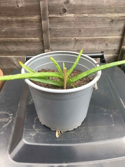 Photo of free Aloe Vera plants (Leyland PR25) #3