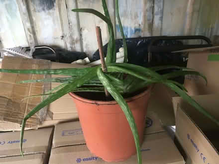 Photo of free Aloe Vera plants (Leyland PR25) #1