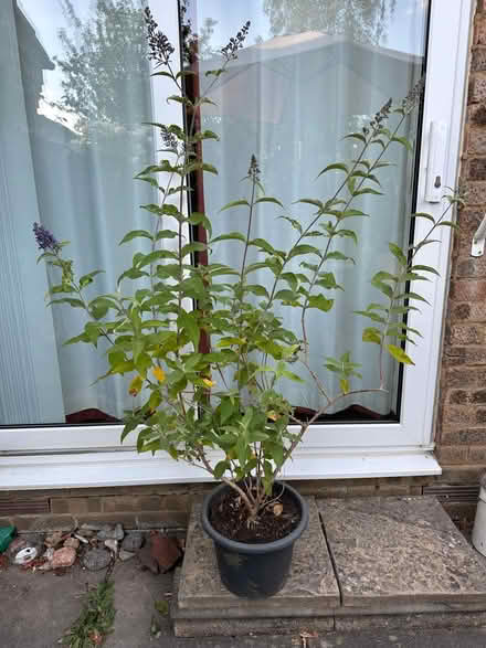 Photo of free Blue Buddleia plant in 25cm pot (Bicester, OX26) #2