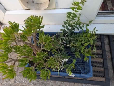 Photo of free Indoor plants (Castlepoint BH8) #1