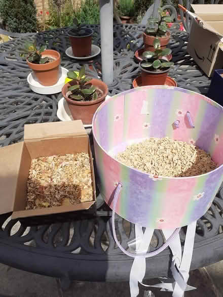 Photo of free Dried rose/flower petals (Bear flat, Bath BA2) #1