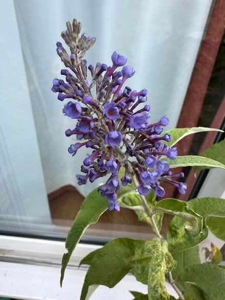 Photo of free Blue Buddleia plant in 25cm pot (Bicester, OX26) #1