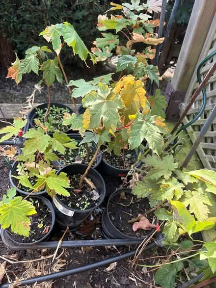 Photo of free Sycamore tree plants (Selby/Cawood YO8) #2