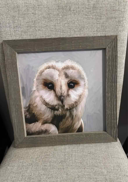 Photo of free Owl potrait (Wakefield) #1