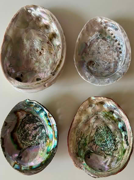 Photo of free Abalone Shells (Sir Francis Drake near Redhill) #1