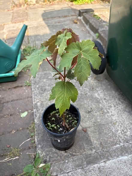 Photo of free Sycamore tree plants (Selby/Cawood YO8) #1