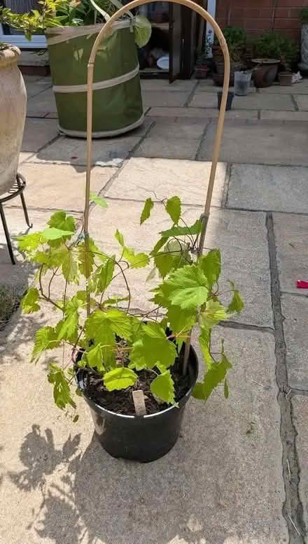 Photo of free Hop Plant in 9cm pot (Lyppard Grange WR4) #1