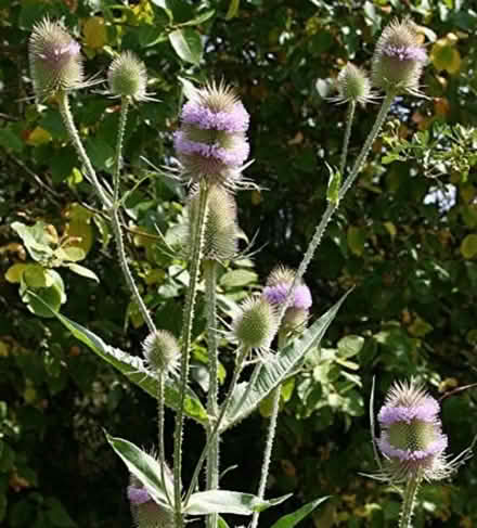 Photo of free Teasel heads (NE28 Wallsend) #1