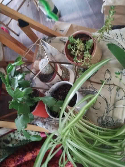 Photo of free 4 houseplants (Bonnington road, EH6) #1