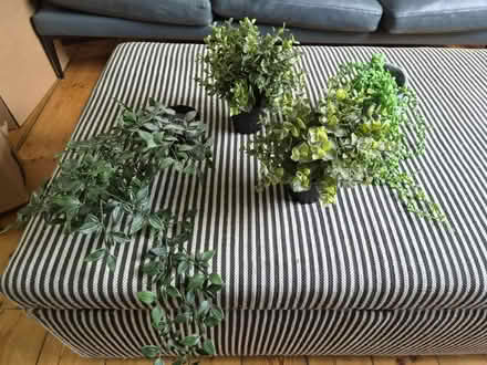 Photo of free Four plastic plants (Clapton E5) #2