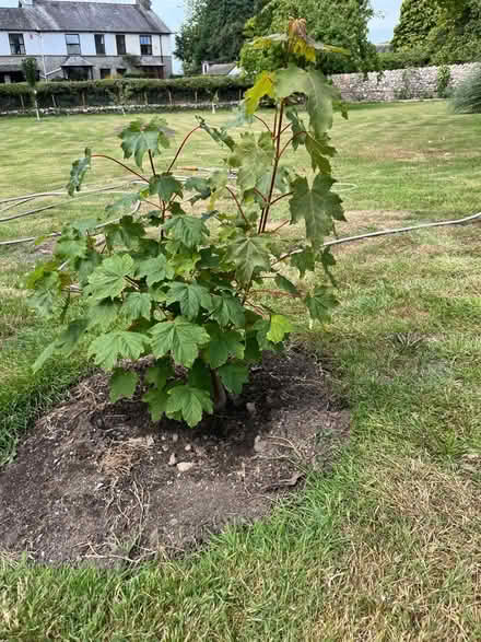 Photo of free Small sycamore tree (Heversham LA7) #1