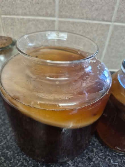 Photo of free Kambucha Scoby (Greater Leys OX4) #2