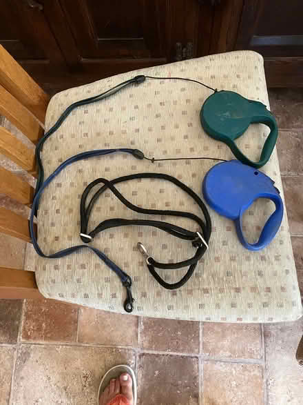 Photo of free Leads and collar (Birch, Essex) #1