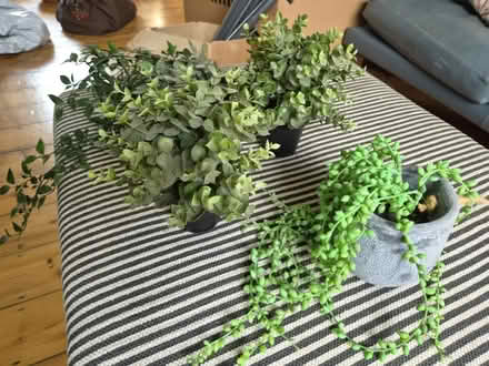 Photo of free Four plastic plants (Clapton E5) #1