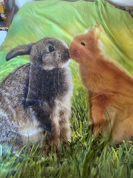 Photo of free Rabbit & hamster single duvet covers (Freehold LA1) #1